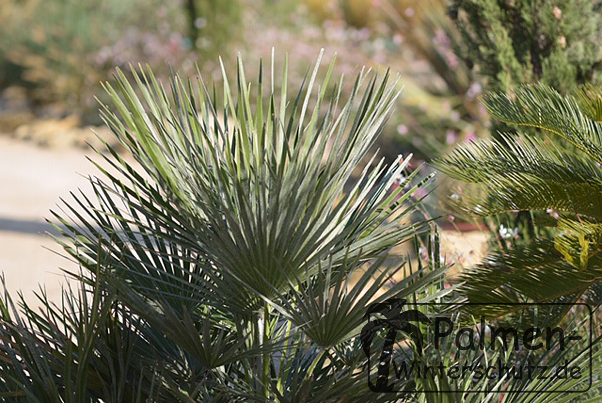 Zwergpalme Chamaerops humilis ausgepflanzt im Garten .jpg